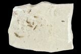 Fossil Insect Cluster - Green River Formation, Utah #109125-2